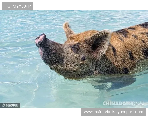 巴哈马国际冲浪比赛进入新高潮，巴哈马体育